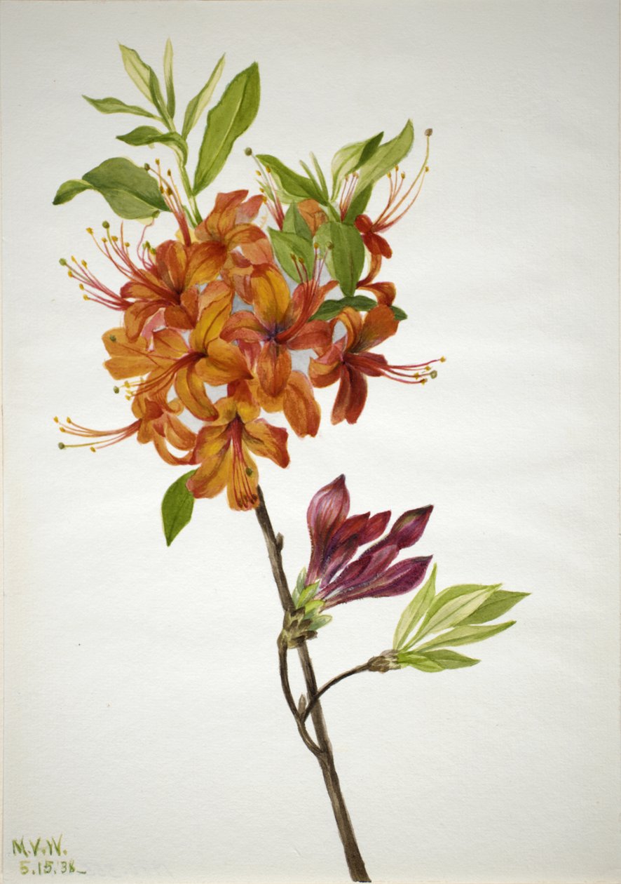 Azalea de llama Rhododendron speciosum, 1938 de Mary Vaux Walcott