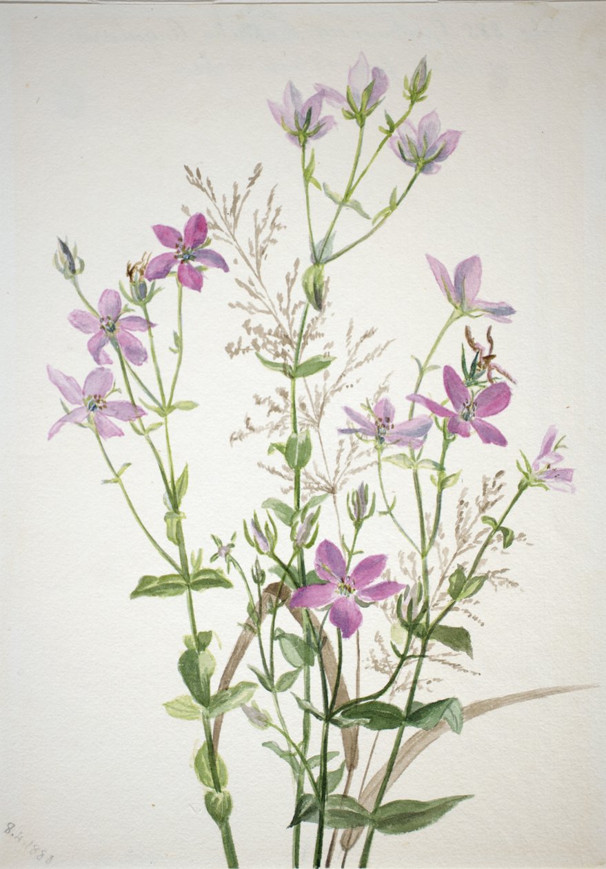 Gencianacea sabbalia angularis de Mary Vaux Walcott