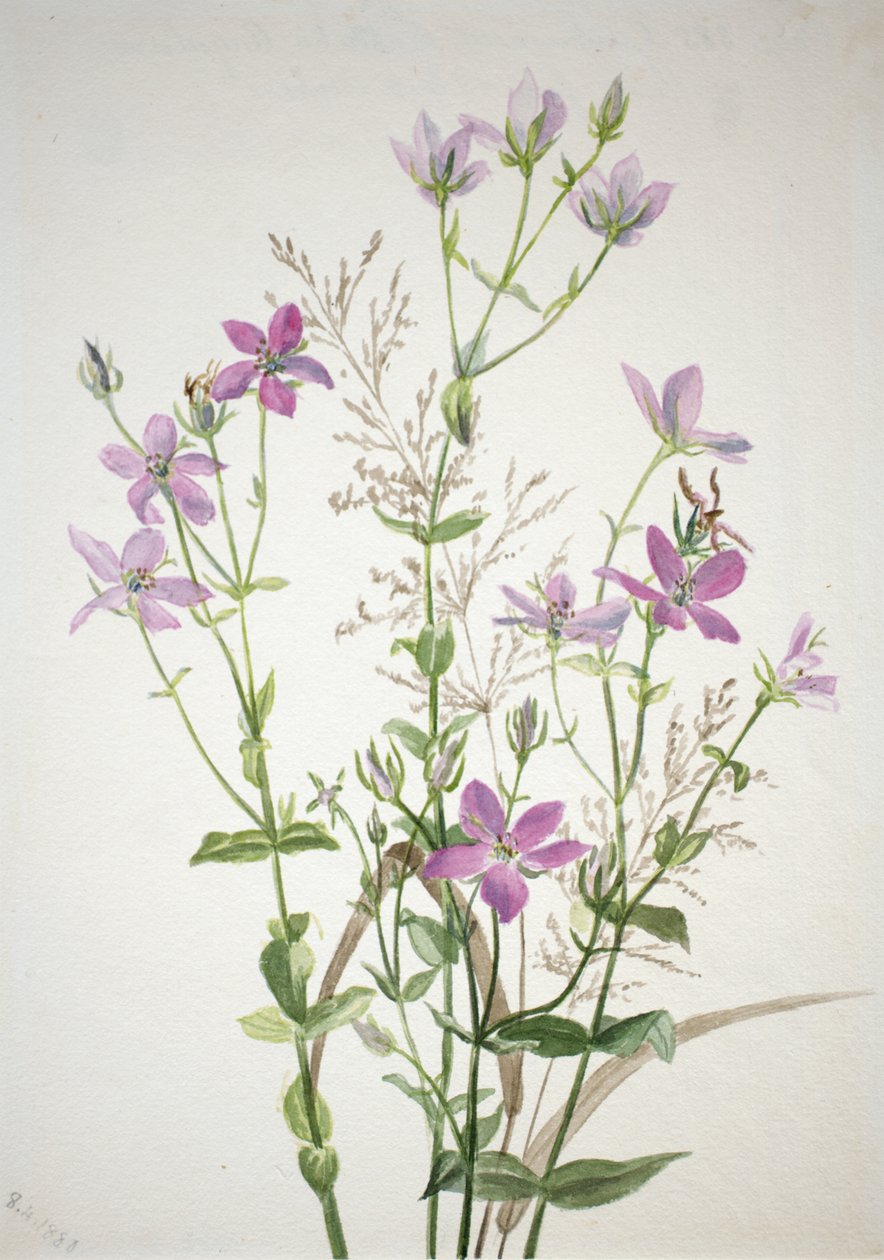 Gentianacease sabbalia angularis, 1880 de Mary Vaux Walcott