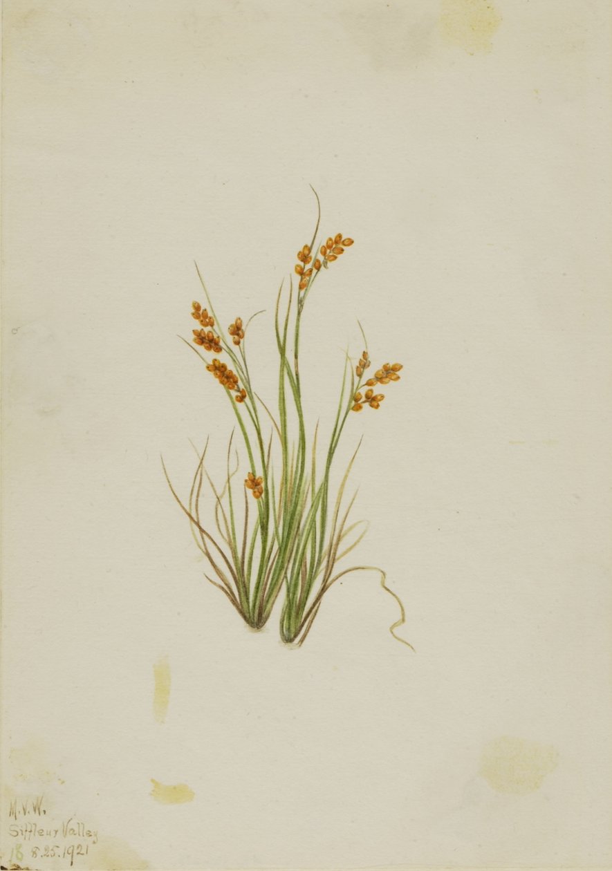 Junco dorado (Carex aurea) de Mary Vaux Walcott