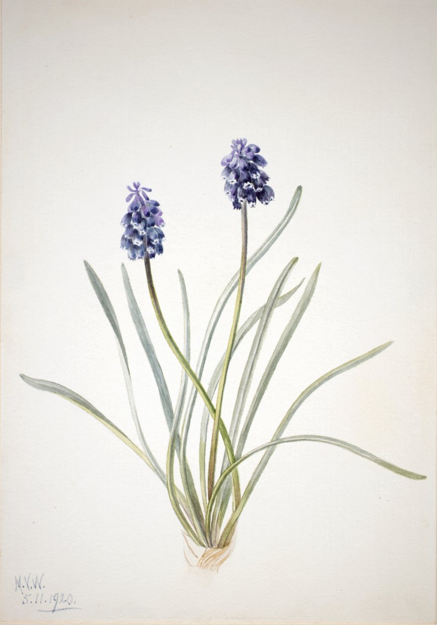 Jacinto de uva Muscari racemosum, 1920 de Mary Vaux Walcott