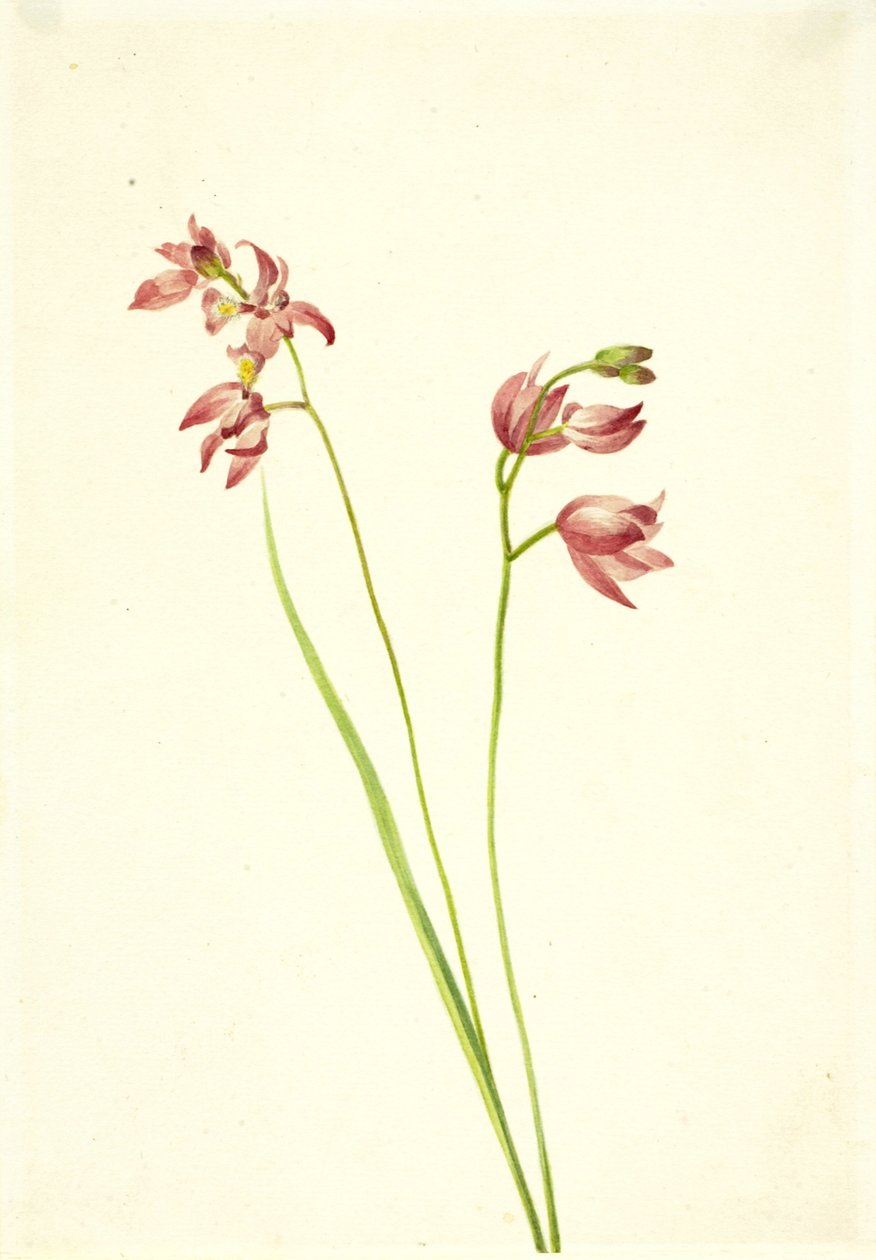 Orquídea de Hierba Rosa Limodorum tuberosum, s.f. de Mary Vaux Walcott