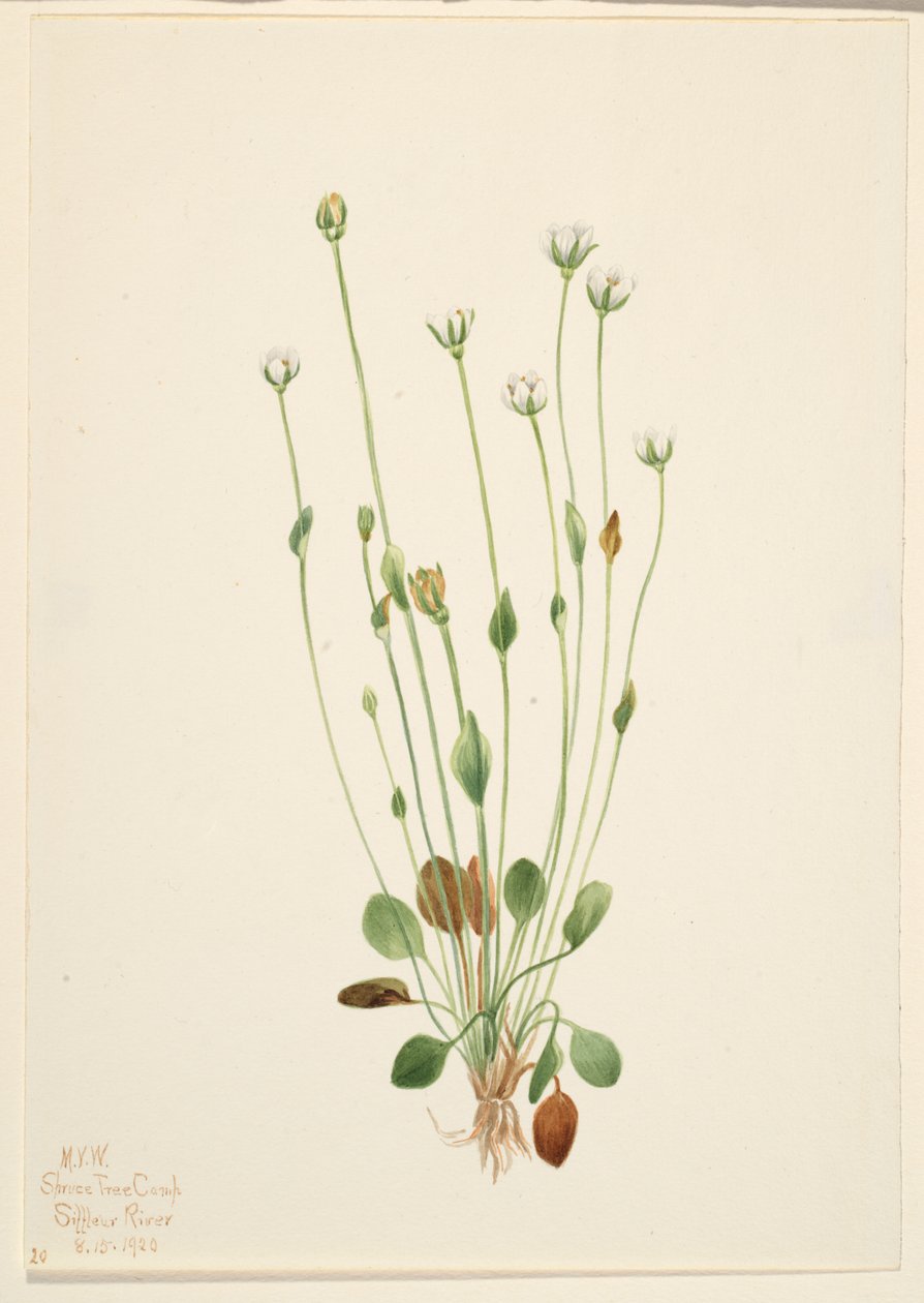 Hierba cana (Senecio canus) de Mary Vaux Walcott