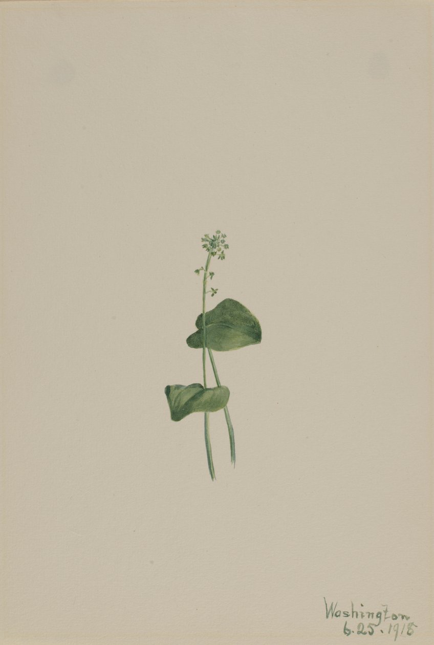Boca de víbora verde (Malaxis unifolia) de Mary Vaux Walcott