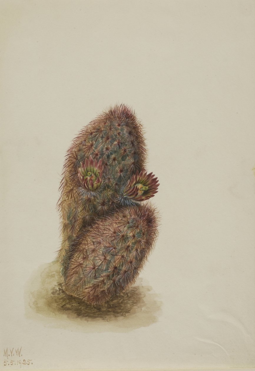 Cactus fresa verde (Echinocereus viridiflorus) de Mary Vaux Walcott