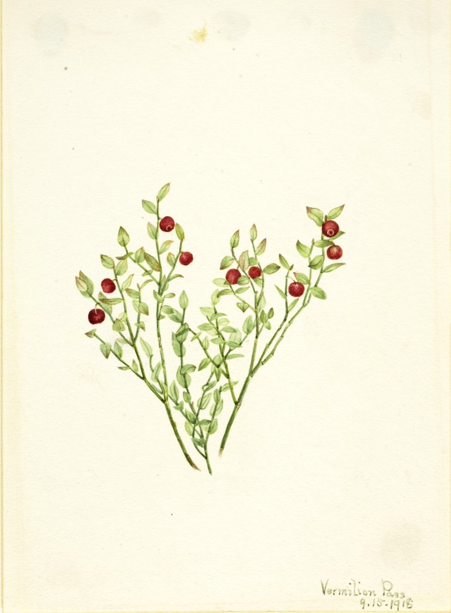 Urogallo (Vaccinium scoparium) de Mary Vaux Walcott