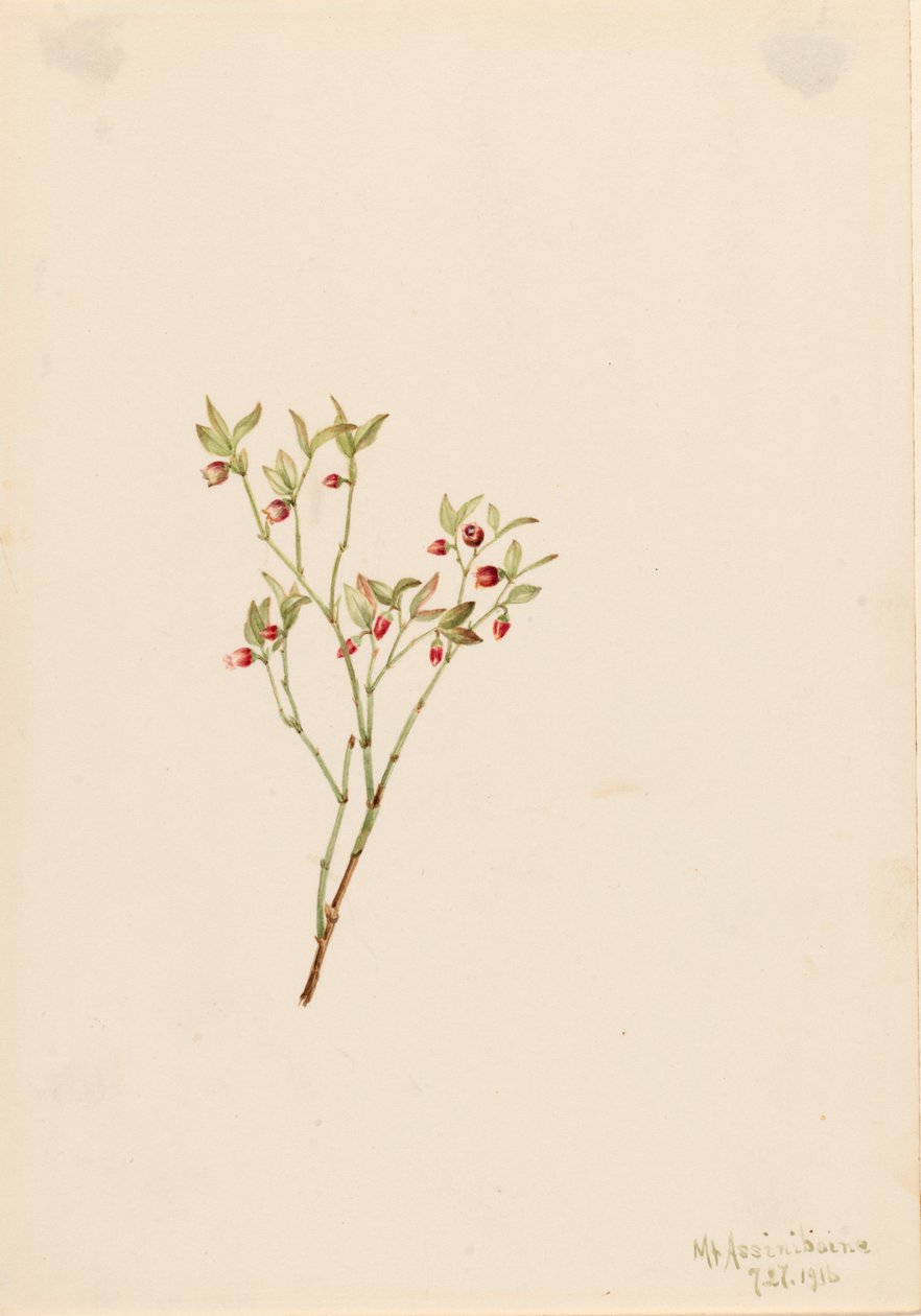 Grouse Whortleberry Vaccinum scoparium de Mary Vaux Walcott