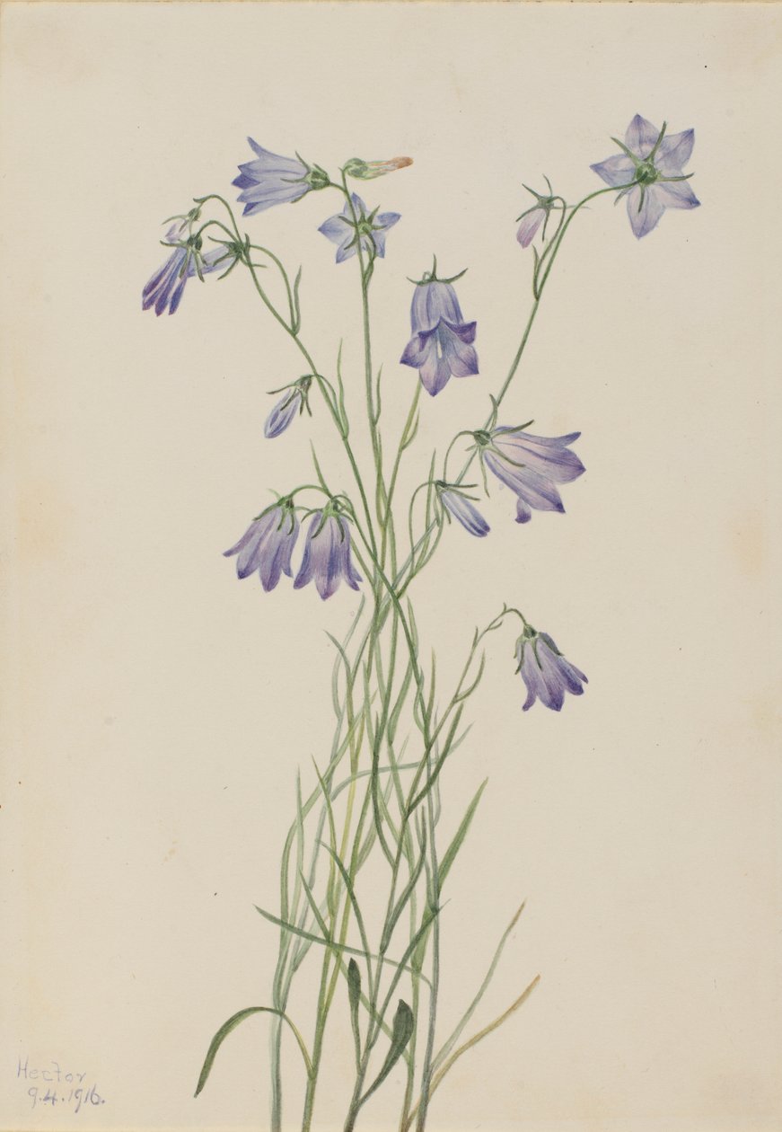 Campanilla (Campanula rotundifolia) de Mary Vaux Walcott