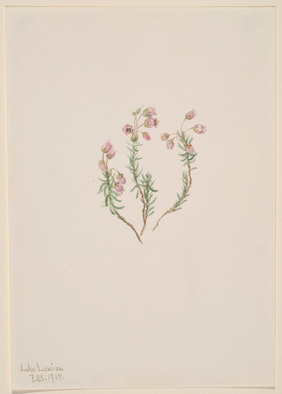 Brezo (Phyllodoce intermedia) de Mary Vaux Walcott