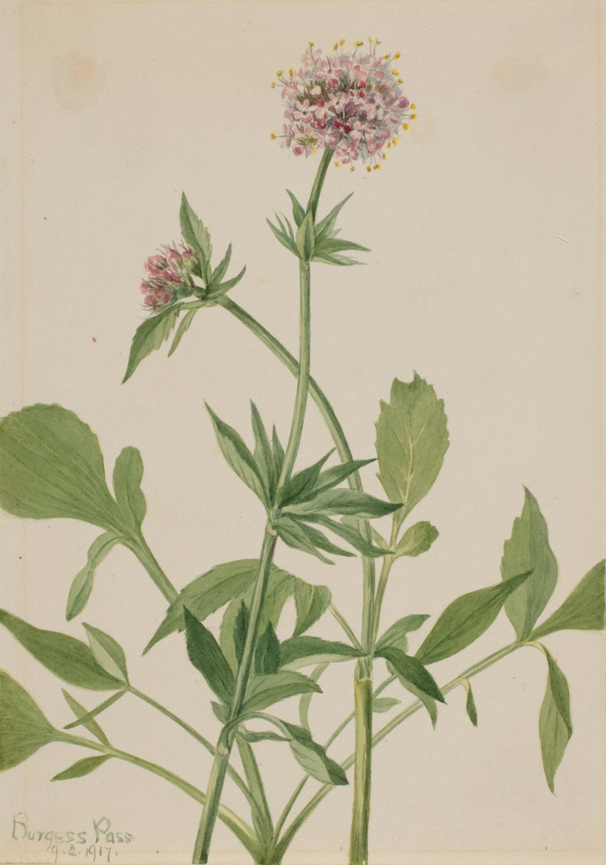 Heliotropo Valeriana Valeriana sitchensis, 1917 de Mary Vaux Walcott