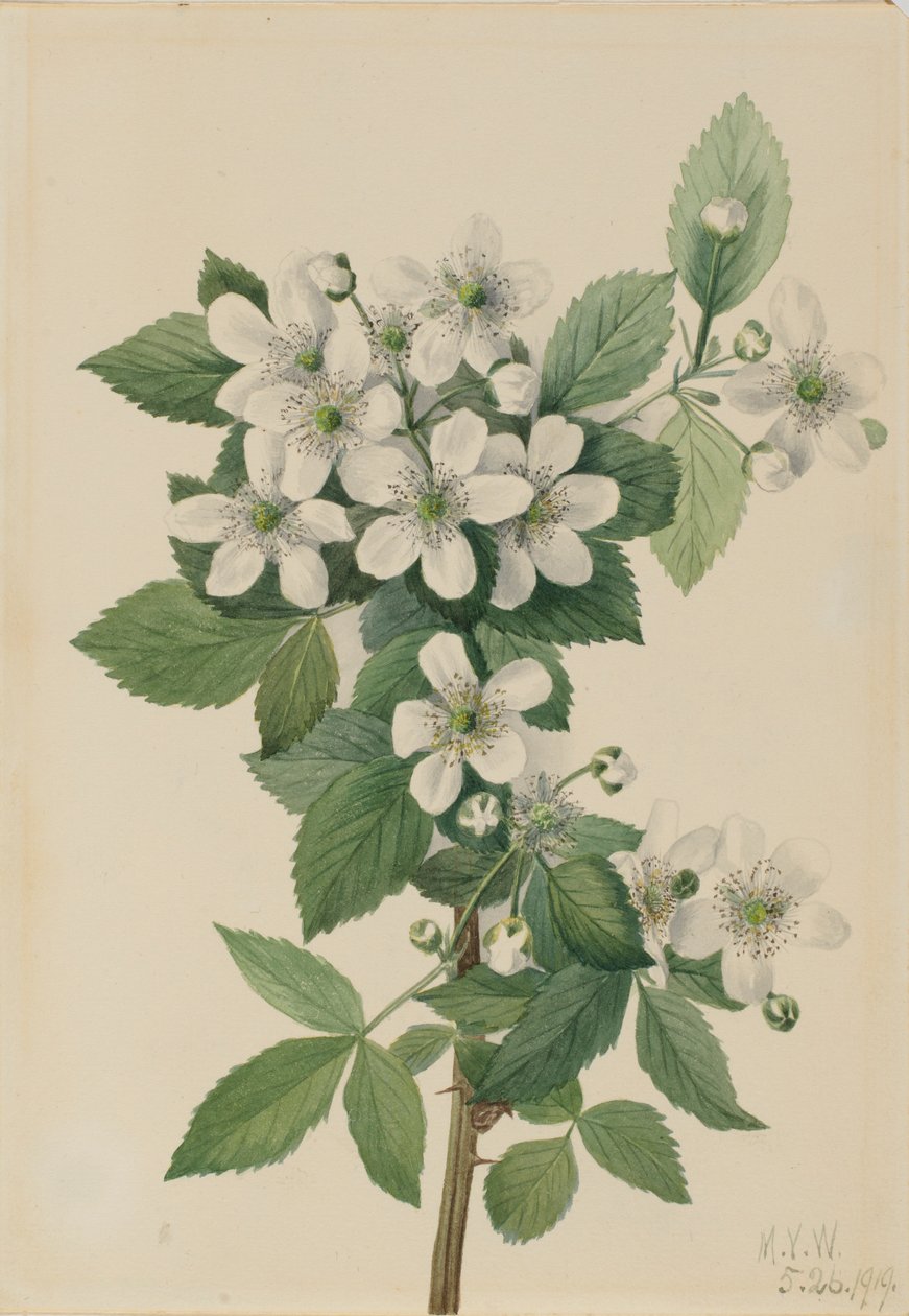 Zarzamora (Rubus argutus) de Mary Vaux Walcott