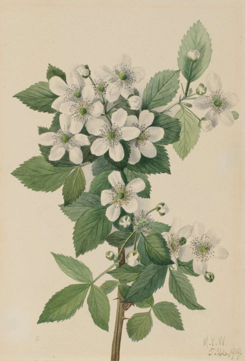 Zarza de mora Rubus argutus de Mary Vaux Walcott