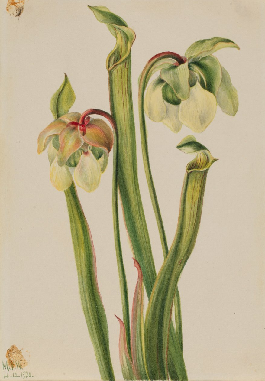 Sarracenia híbrida (Sarracenia minor) de Mary Vaux Walcott