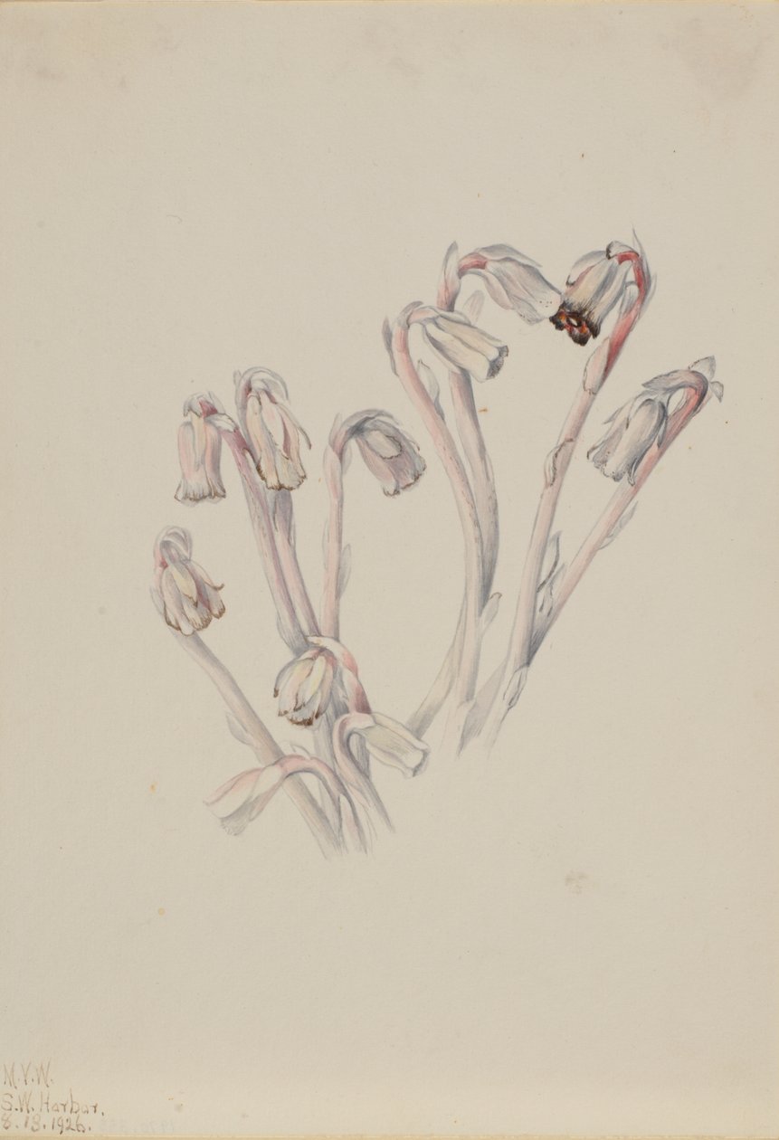Pipa india Monotropa uniflora, 1926 de Mary Vaux Walcott