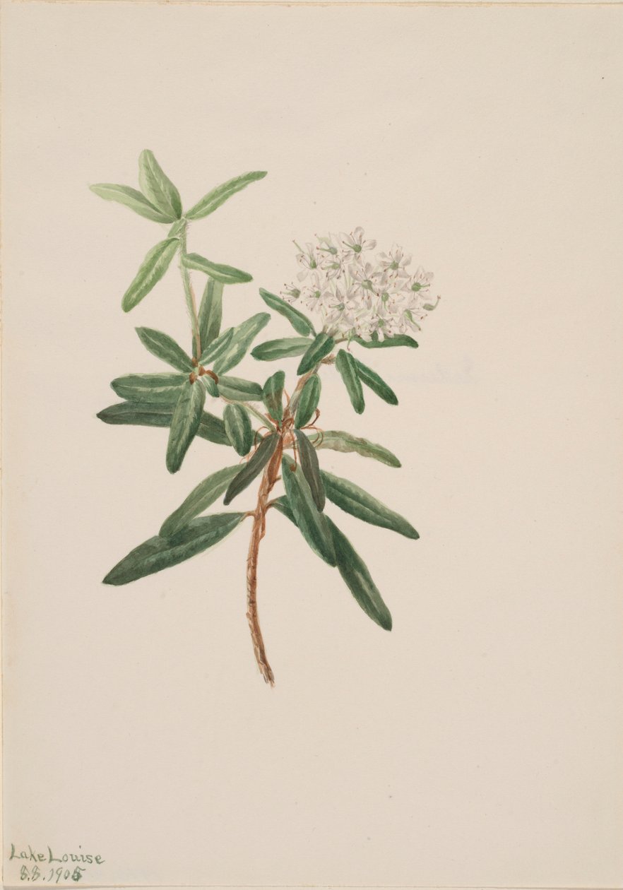 Té del Labrador (Ledum groenlandicum) de Mary Vaux Walcott