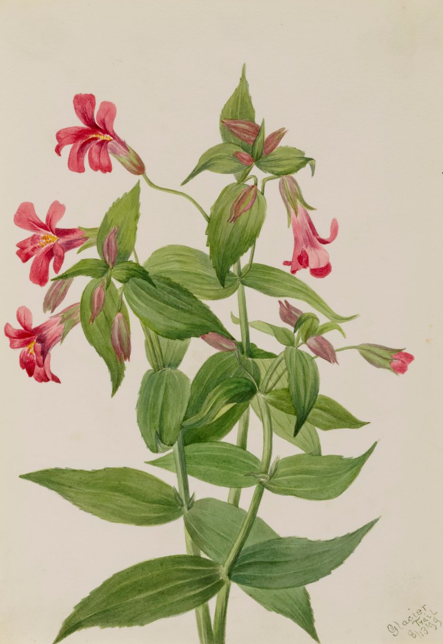 Flor de mono de Lewis Mimulus lewisii de Mary Vaux Walcott