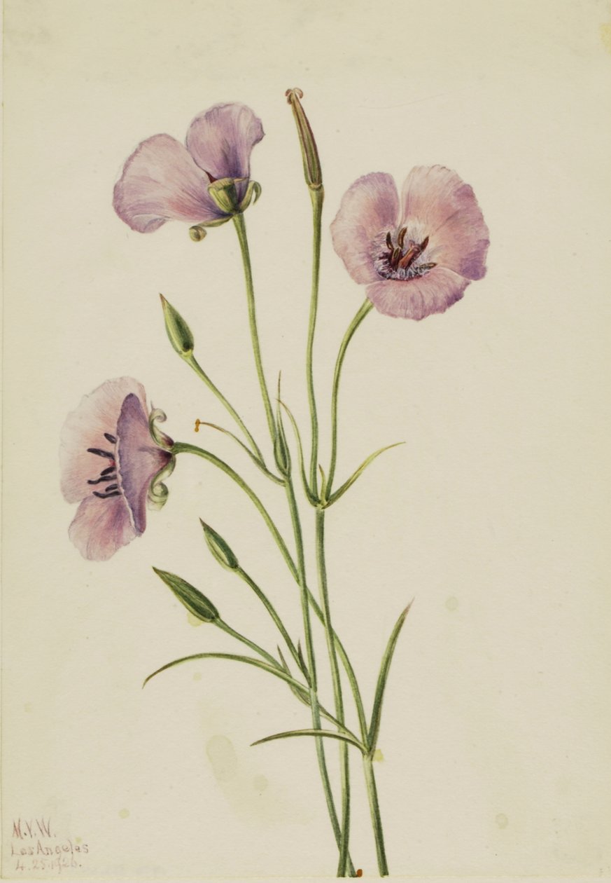 Calochortus espléndido lila de Mary Vaux Walcott