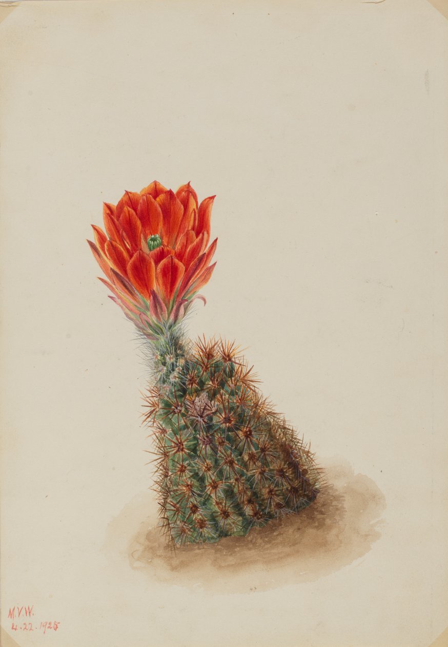 Cactus fresa de Lloyd (Echinocereus lloydii), 1925 de Mary Vaux Walcott