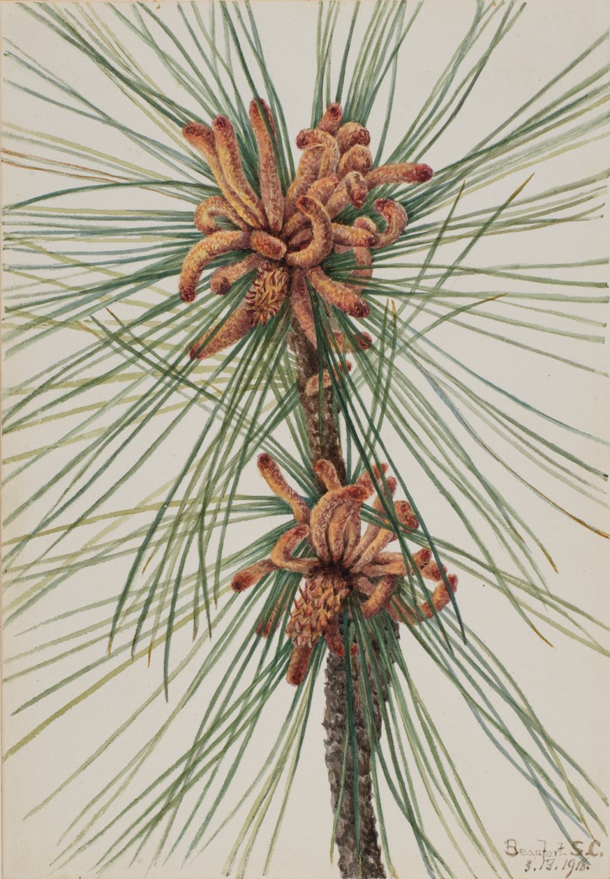 Pino taeda Pinus taeda, 1918 de Mary Vaux Walcott