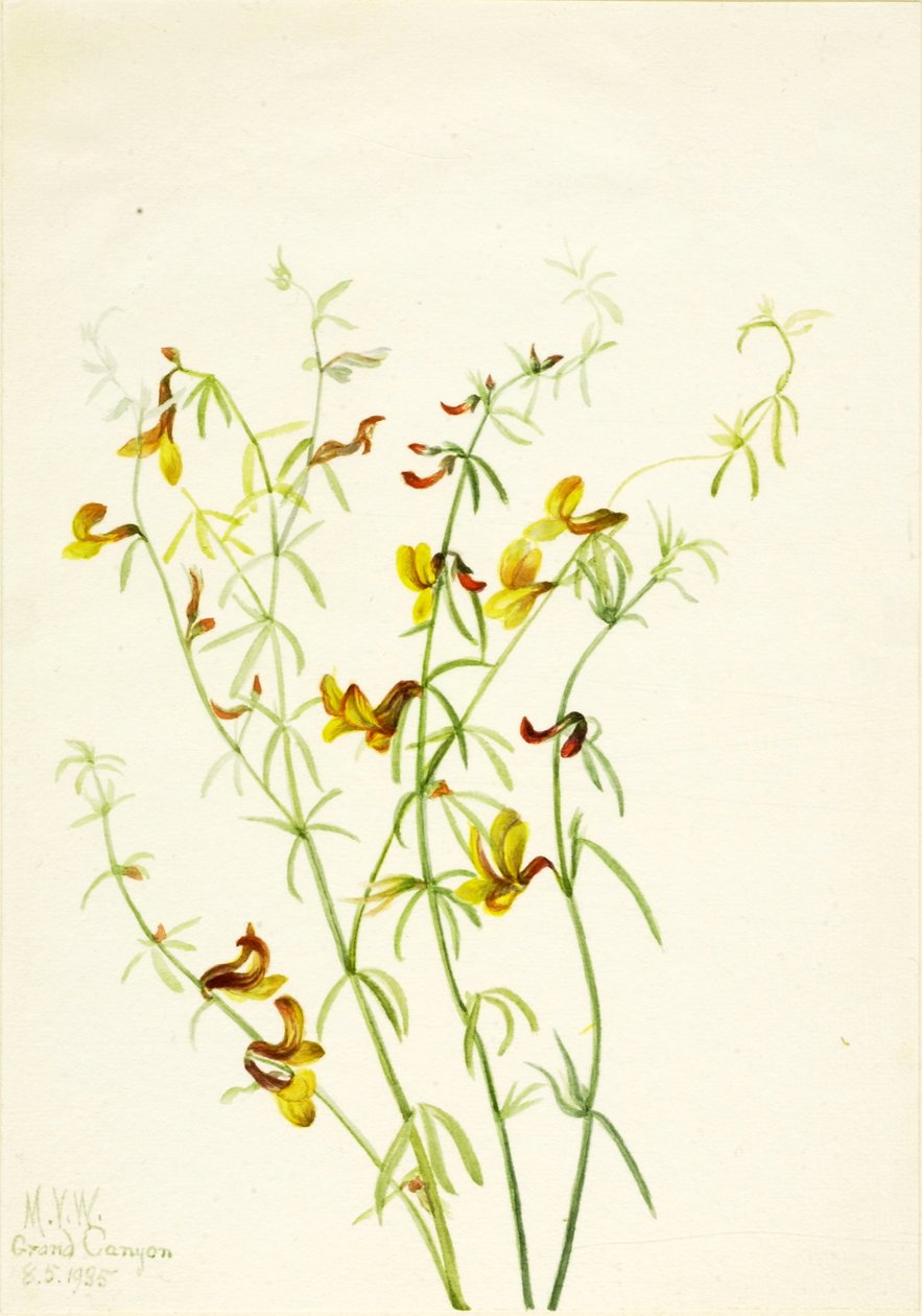 Lotus puberulus de Mary Vaux Walcott