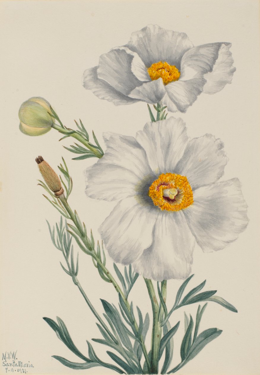 Amapola de Matilija (Romneya coulteri) de Mary Vaux Walcott