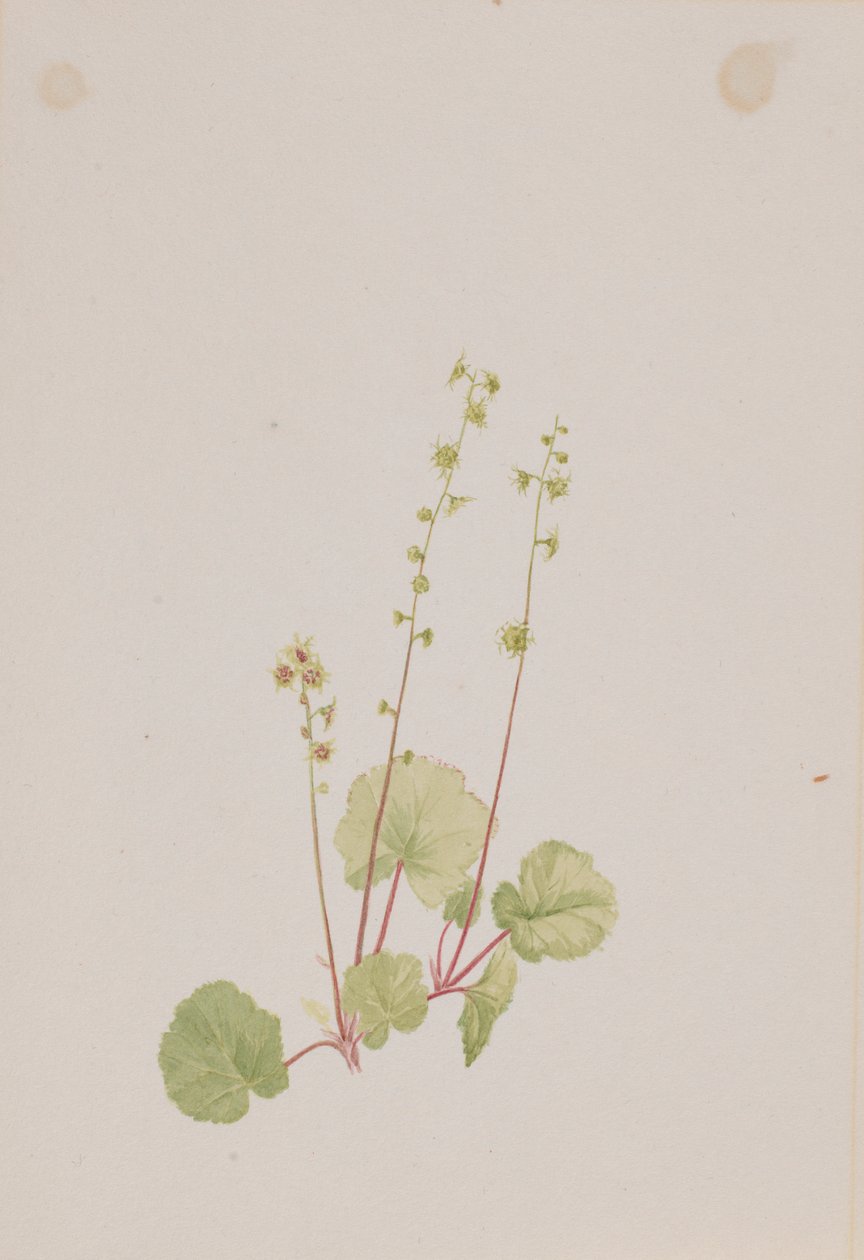 Mitella desnuda de Mary Vaux Walcott