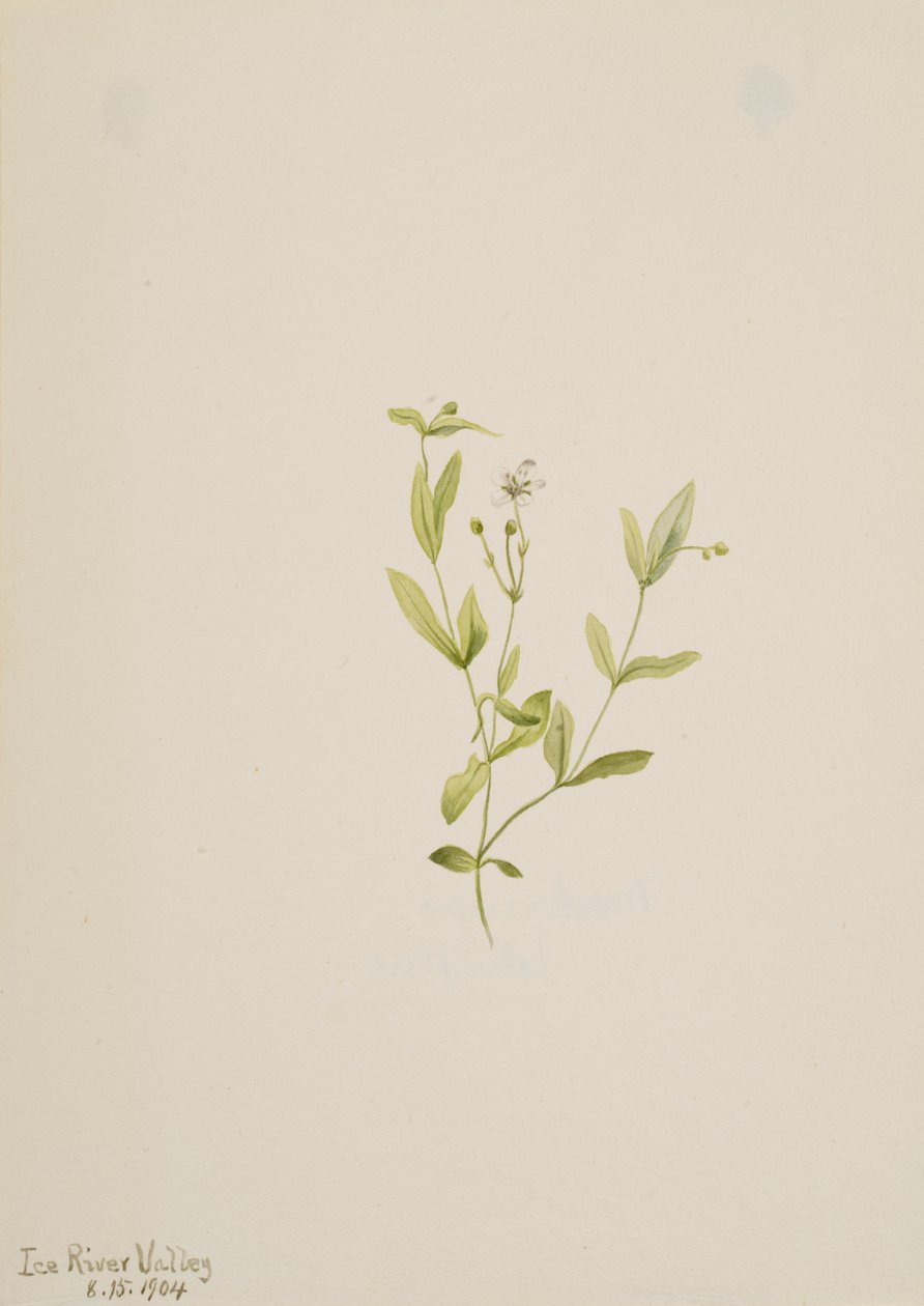 Moehringia laberiflora de Mary Vaux Walcott