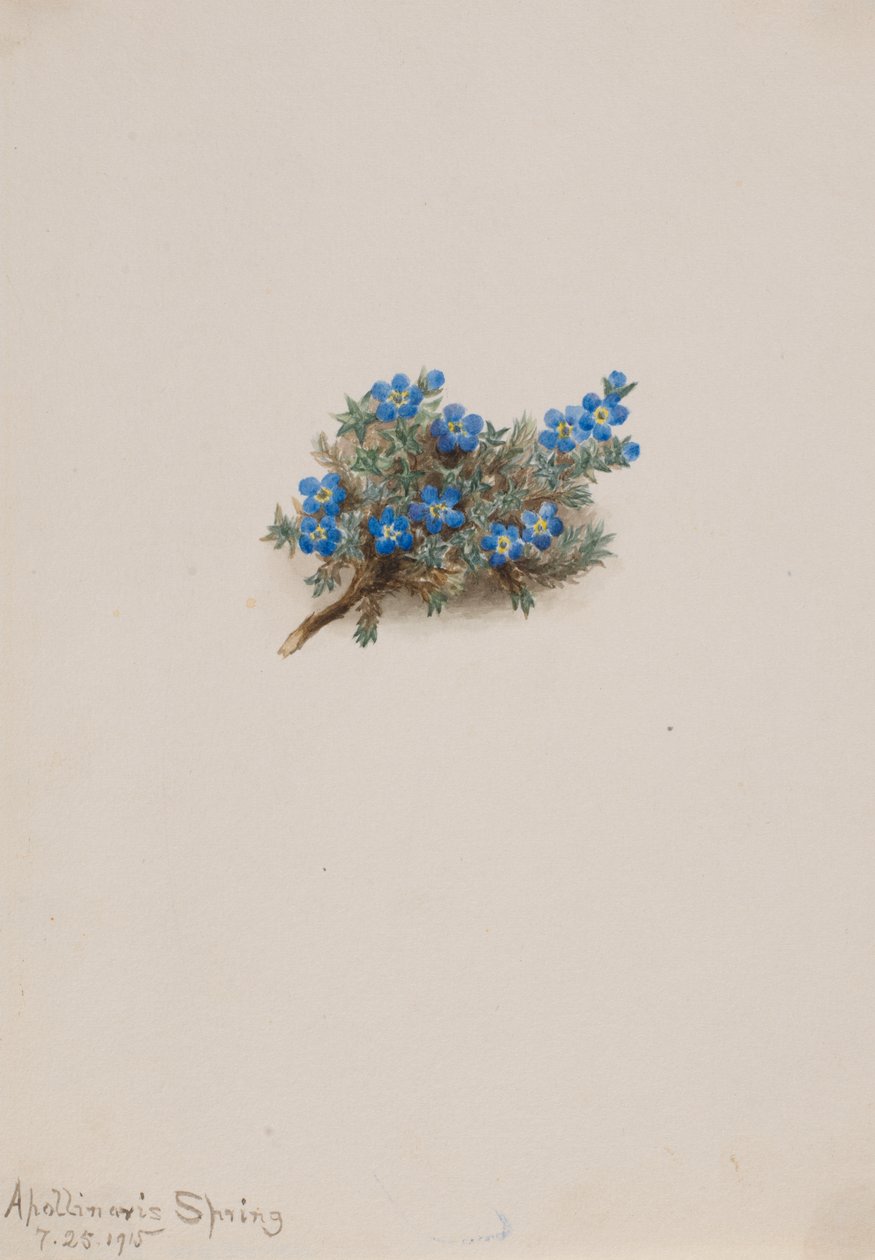 Nomeolvides de musgo Eritichum elongatum de Mary Vaux Walcott