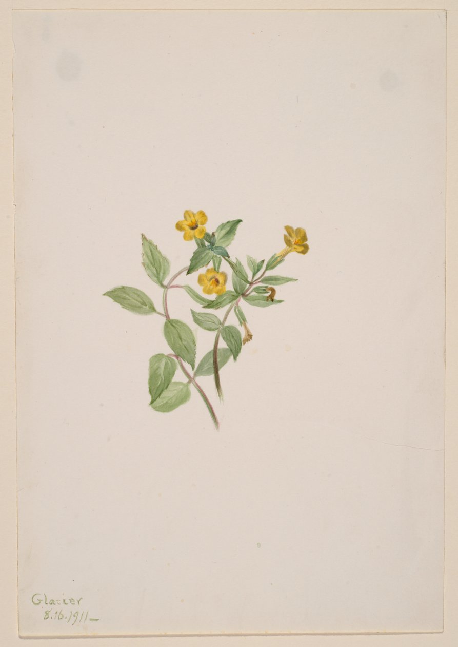 Flor del almizcle (Mimulus moschatus) de Mary Vaux Walcott