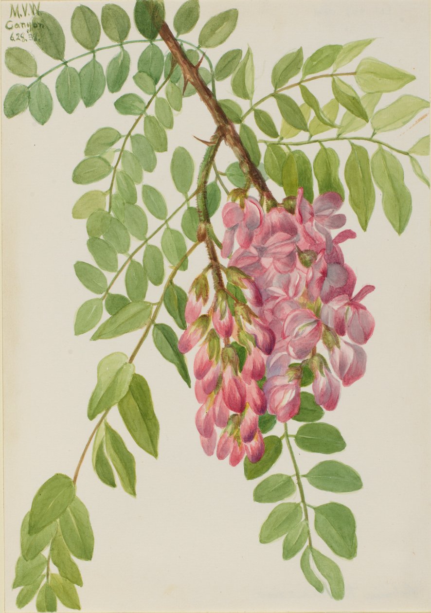 Robinia neomexicana (Robinia neomexicana) de Mary Vaux Walcott
