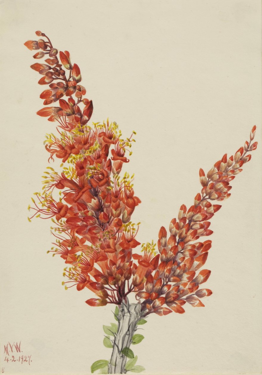 Ocotillo Fouquieria splendens, 1927 de Mary Vaux Walcott