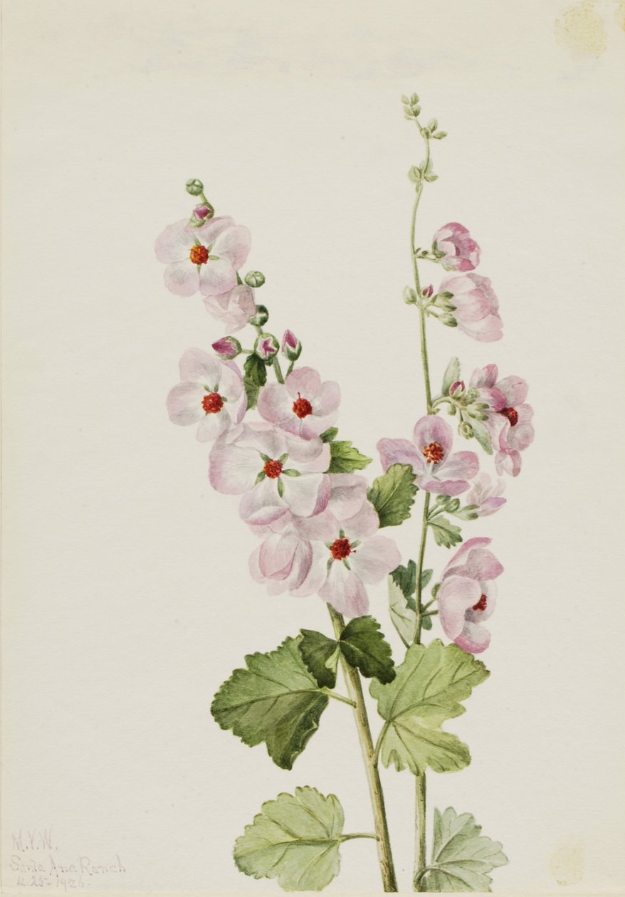 Malva de ojos anaranjados (Sphaeralcea davidsonii) de Mary Vaux Walcott