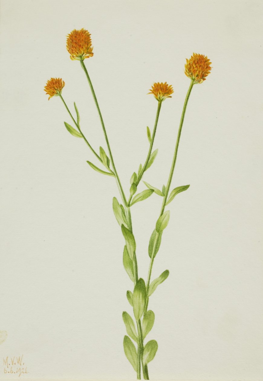 Polygala naranja (Polygala lutea) de Mary Vaux Walcott