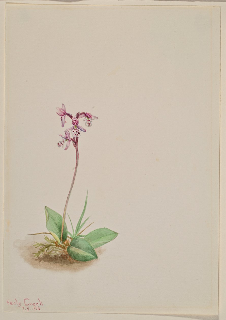 Orchis (Orchis rotundifolia) de Mary Vaux Walcott