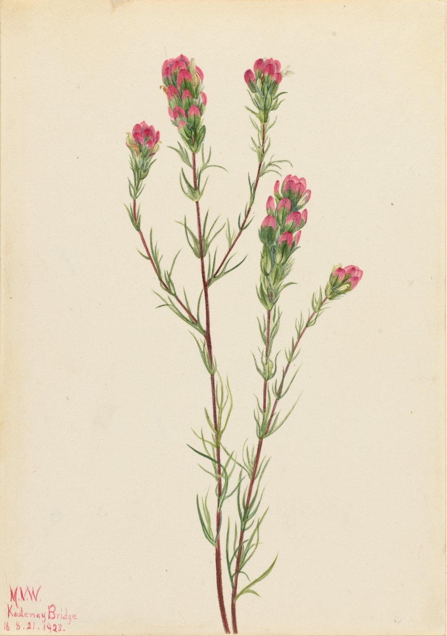 Trébol búho (Orthocarpus tenuifolius) de Mary Vaux Walcott