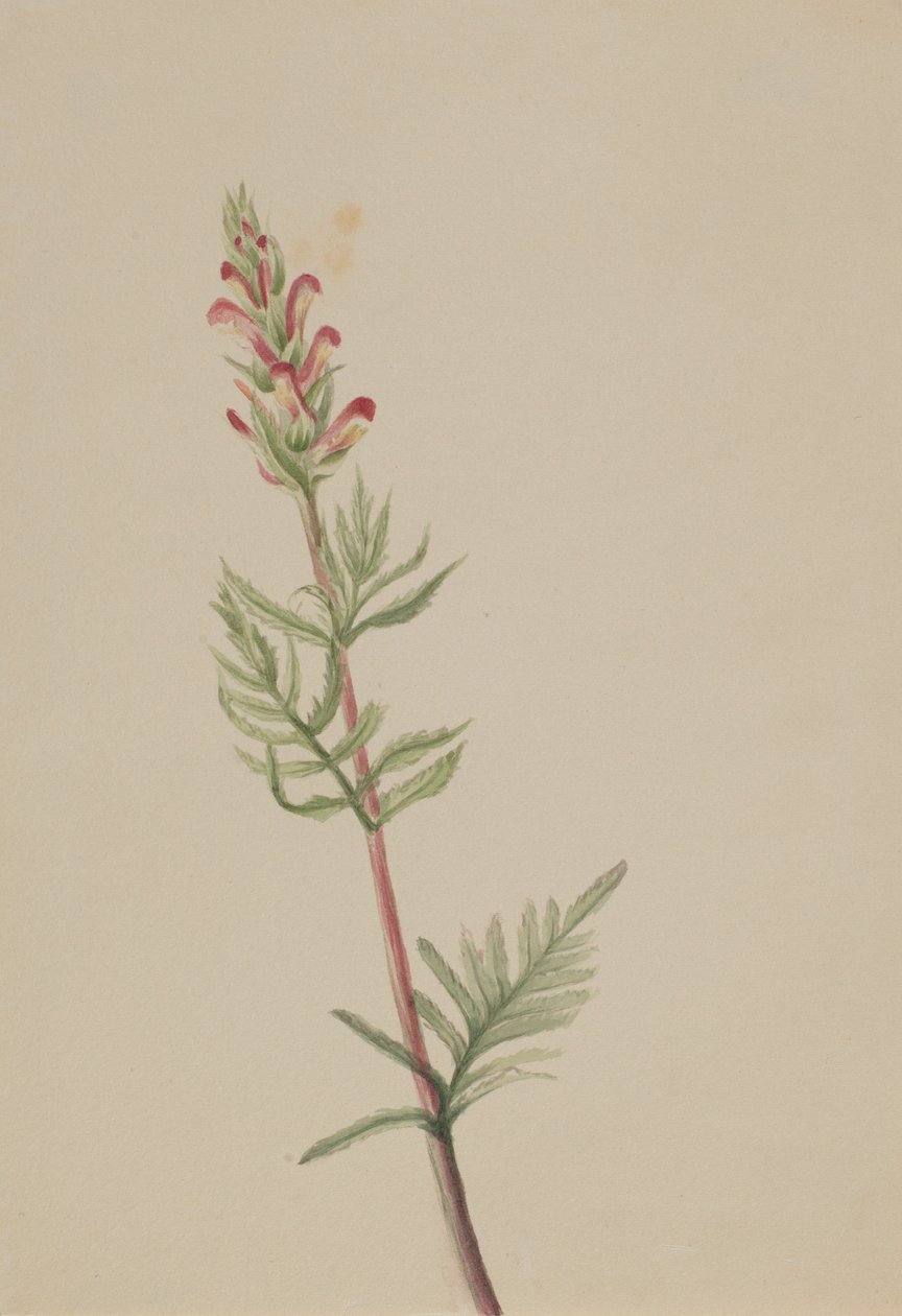 Pedicularis bracteosa de Mary Vaux Walcott