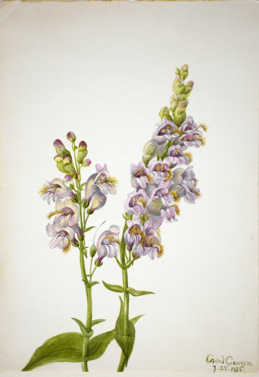 Penstemon Pentstemon macranthus de Mary Vaux Walcott