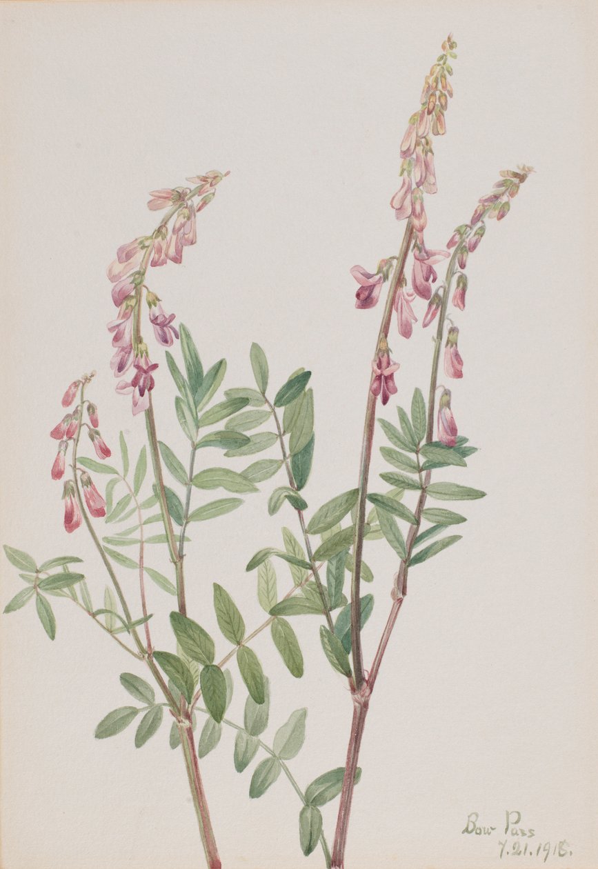 Hedysarum rosa (Hedysarum americanum) de Mary Vaux Walcott