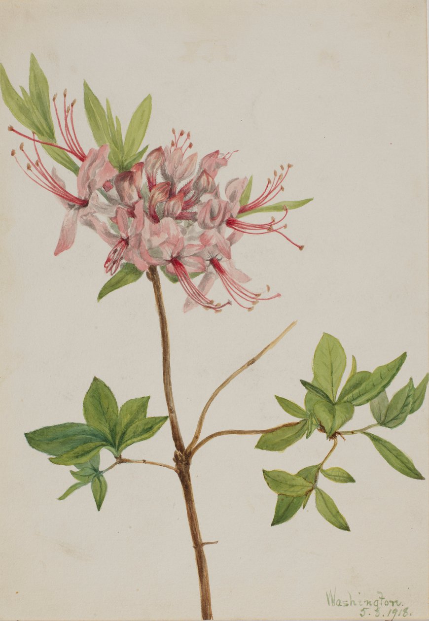 Pinxter Bloom (Azalea nudiflora) de Mary Vaux Walcott