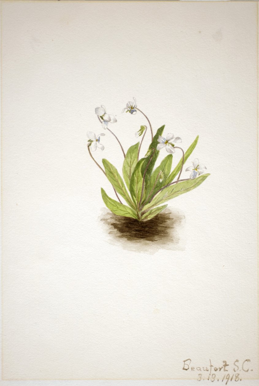 Violeta de prímula (Viola primulifolia) de Mary Vaux Walcott
