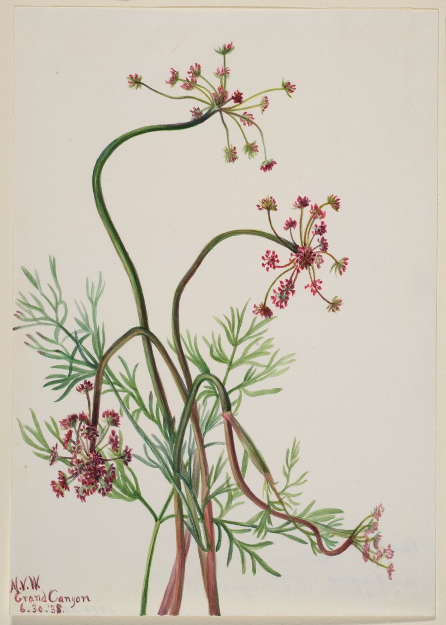 Pseudocymopterus montanus de Mary Vaux Walcott