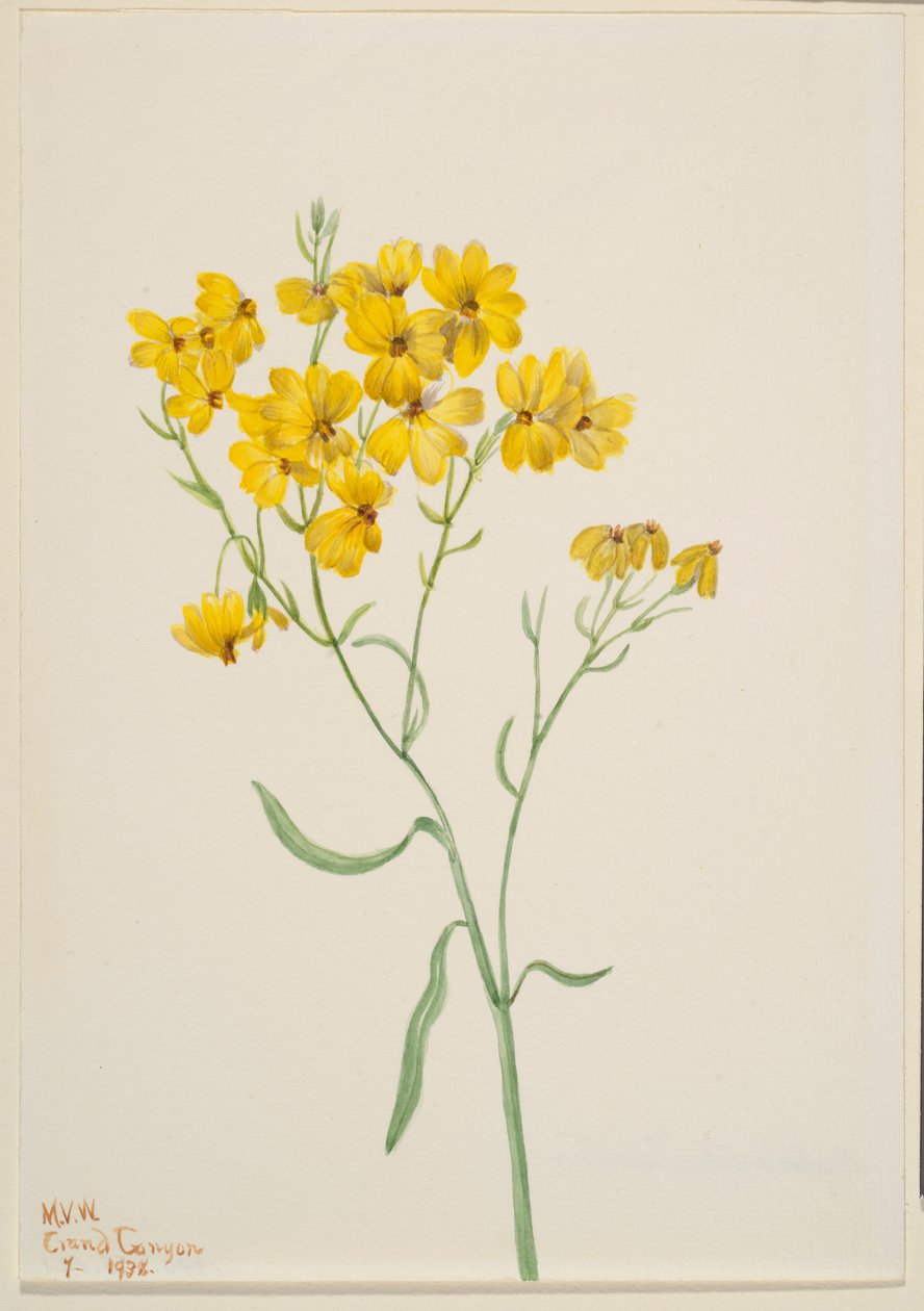 Psilostrophe sparsiflora de Mary Vaux Walcott