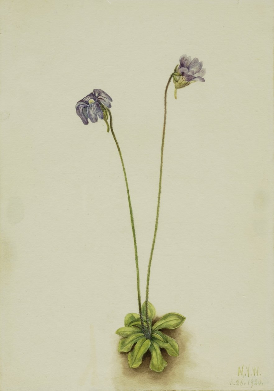 Pinguicula elatior (Pinguicula elatior) de Mary Vaux Walcott