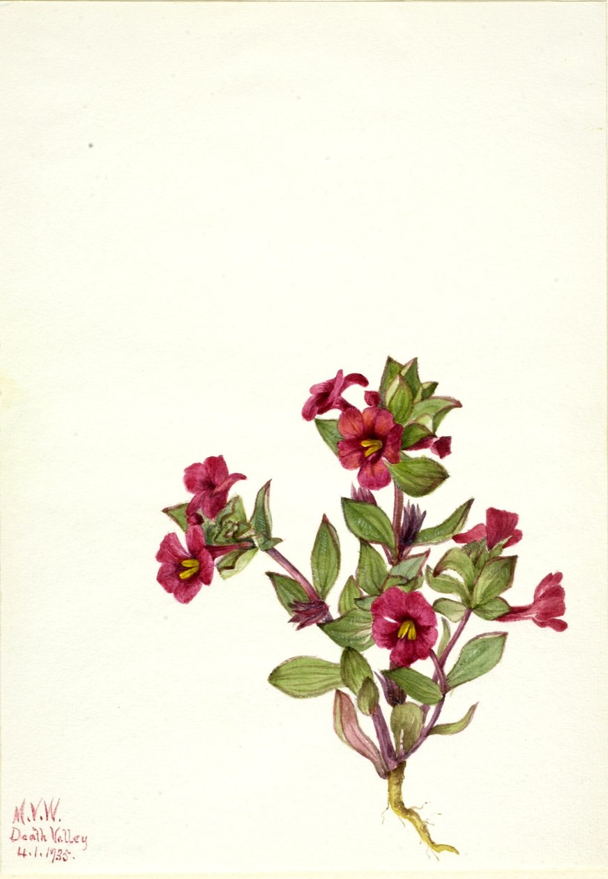 Flor de mono morada (Mimulus bigelovii) de Mary Vaux Walcott