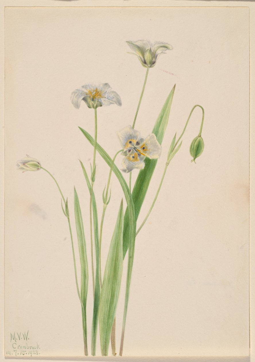 Orejas de conejo (Calochortus elegans) de Mary Vaux Walcott