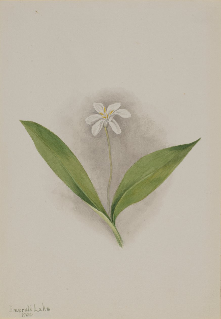 Queencup Clintonia uniflora de Mary Vaux Walcott