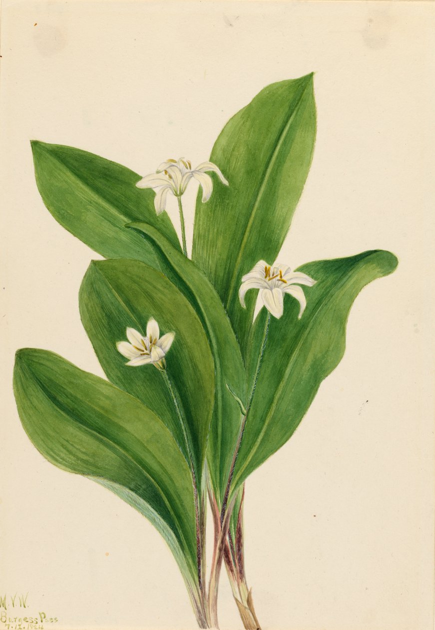 Queencup Clintonia uniflora de Mary Vaux Walcott