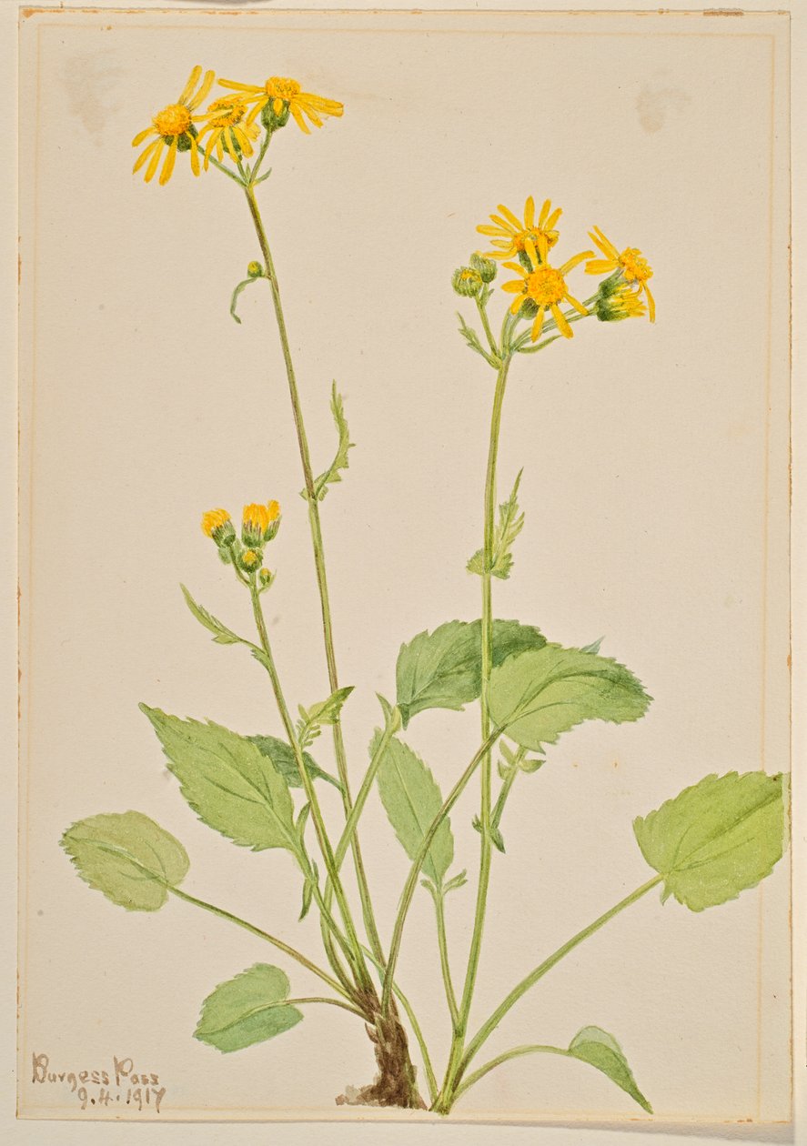 Artemisa (Senecio burkei) de Mary Vaux Walcott