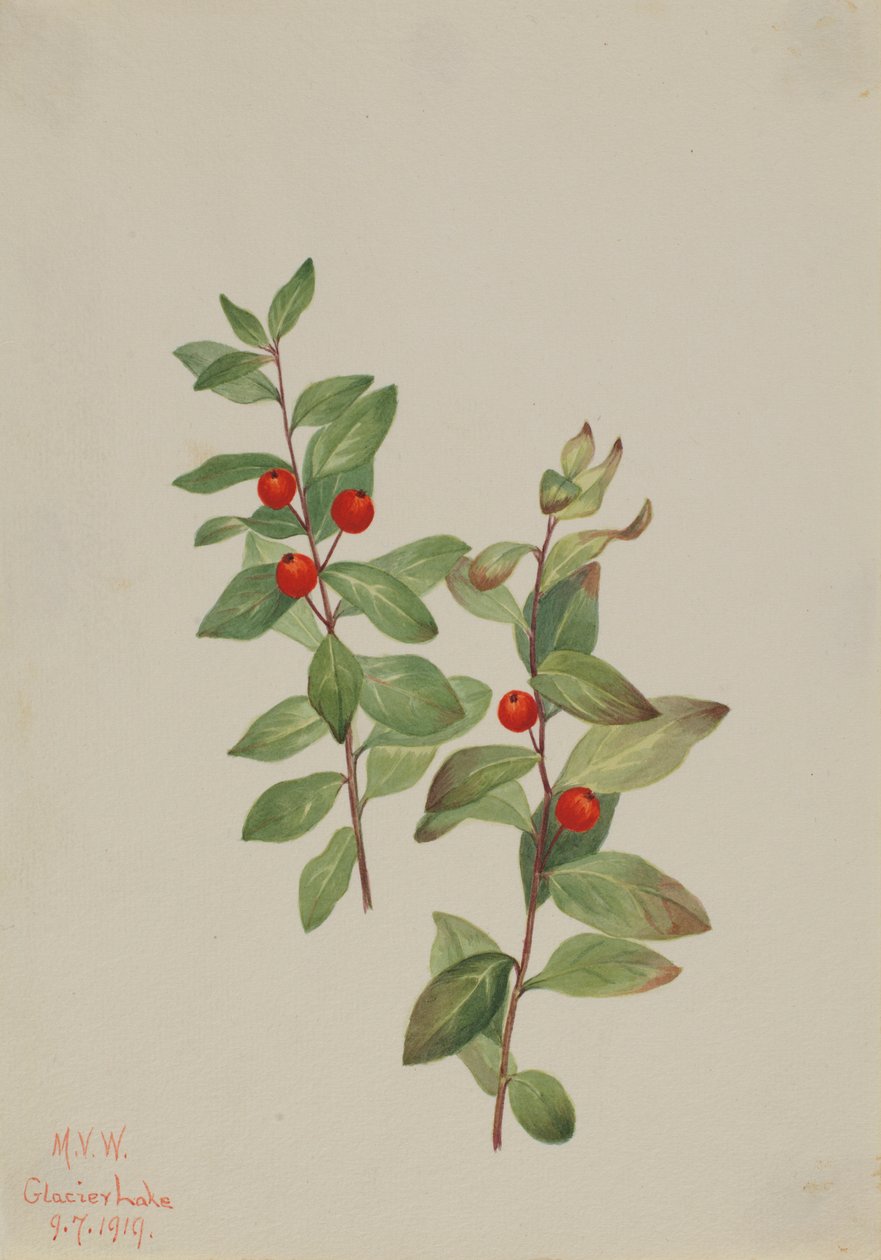 Comandra roja (Comandra livida) de Mary Vaux Walcott