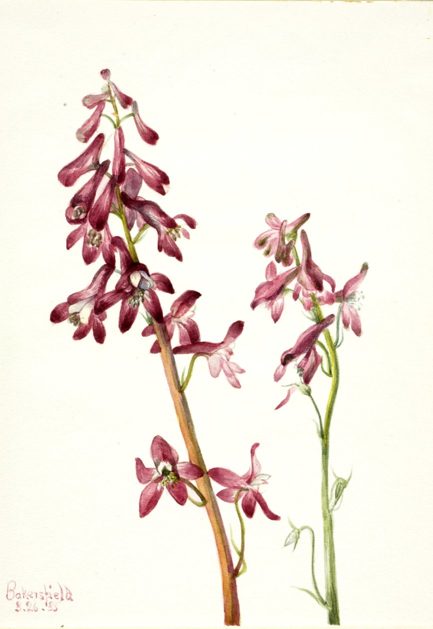 Espuela de caballero roja Delphinium nudicale, 1935 de Mary Vaux Walcott